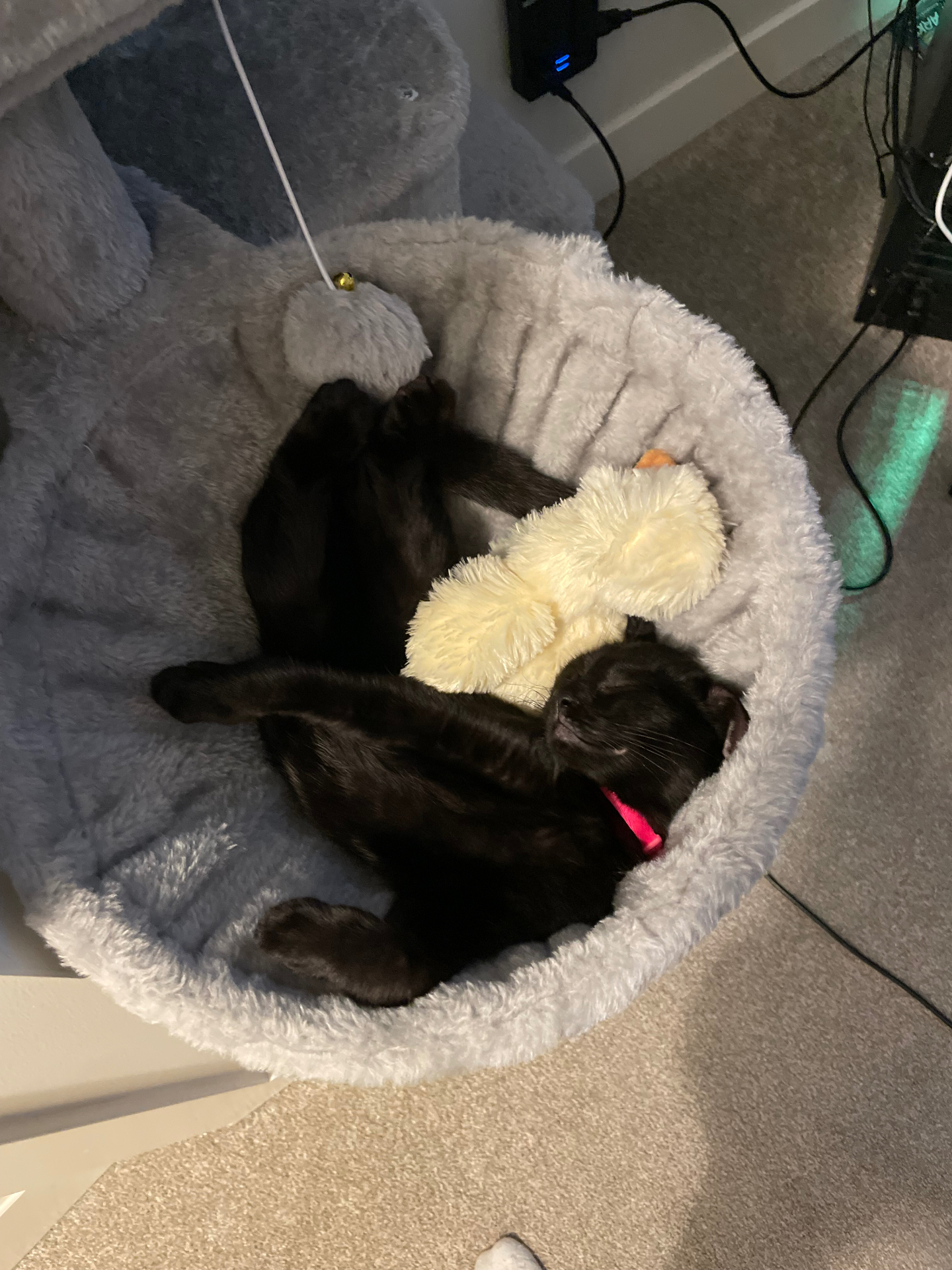 Salem curled up in a plush cat bed with a fuzzy duck toy