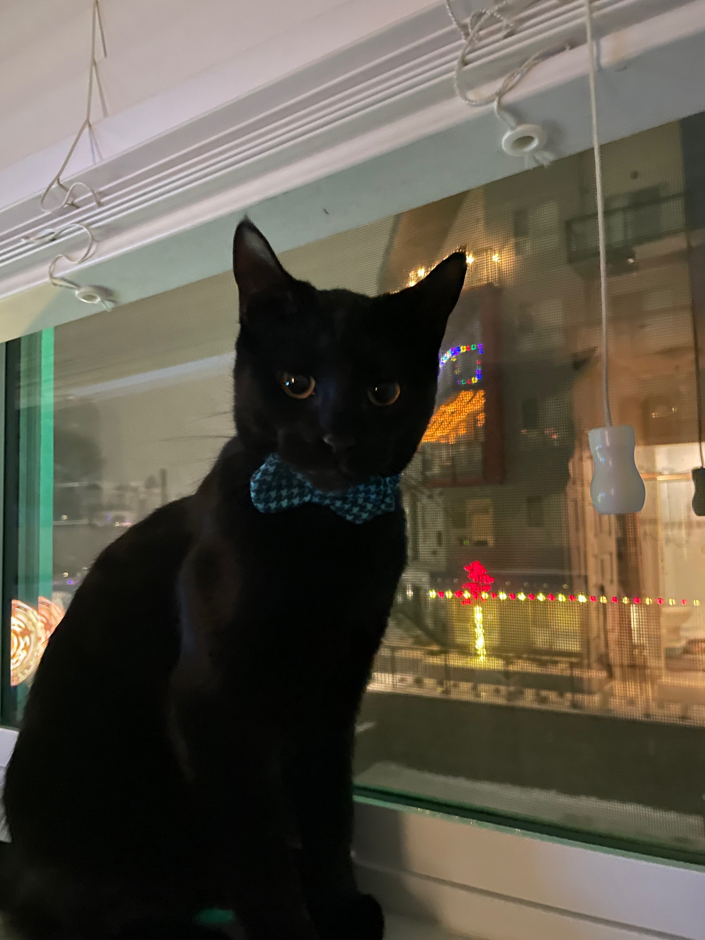 Salem in a blue houndstooth bow tie sitting in a window at night