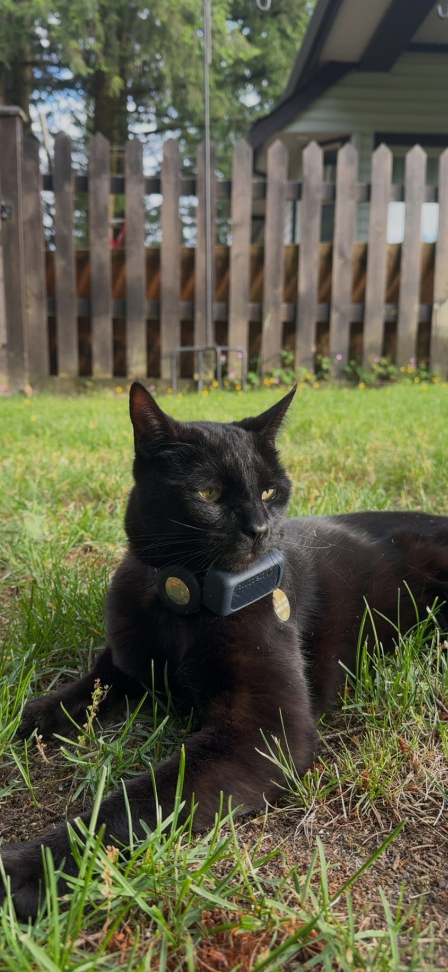 Salem with a GPS collar relaxing on the lawn by a wooden fence