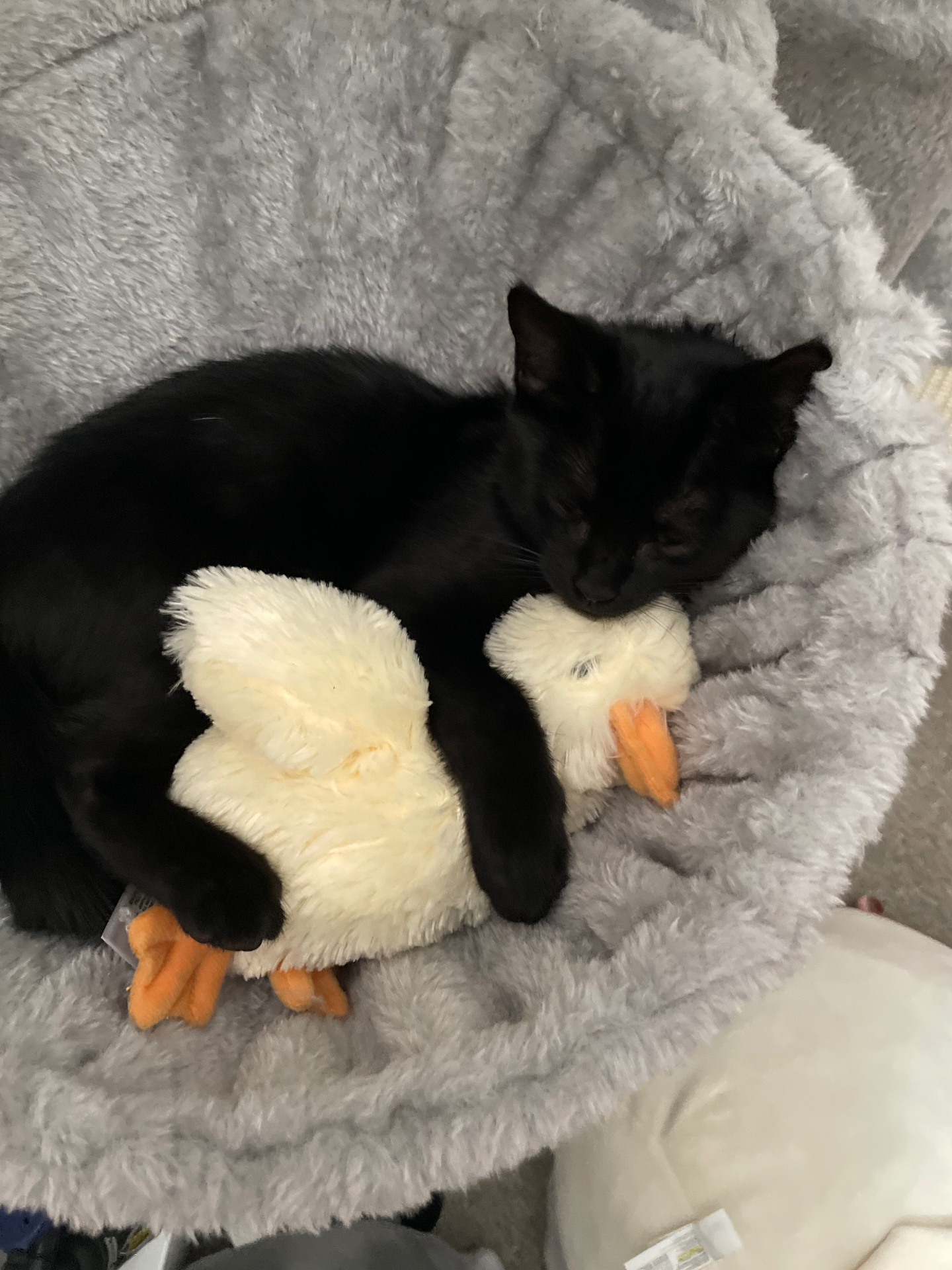 Salem cuddling a fluffy yellow duck plush in a cat bed
