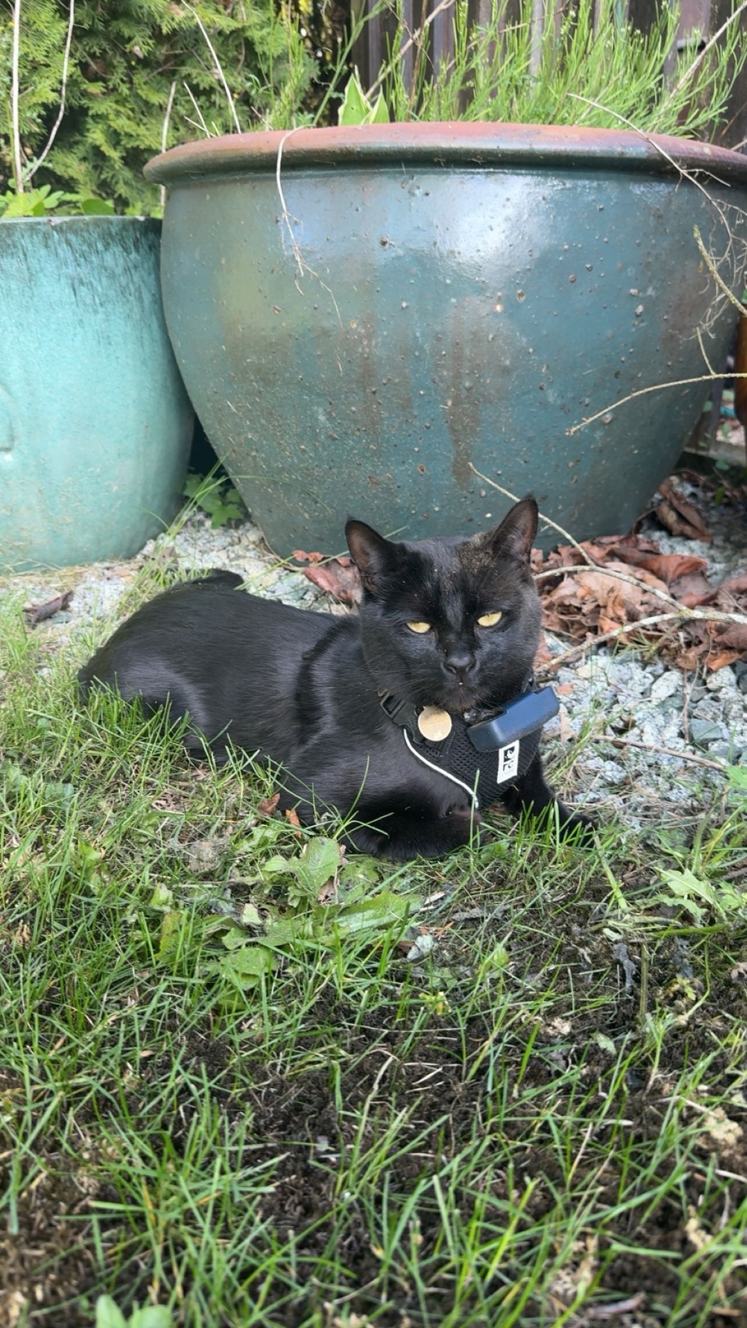 Salem resting in the grass beside a large garden planter