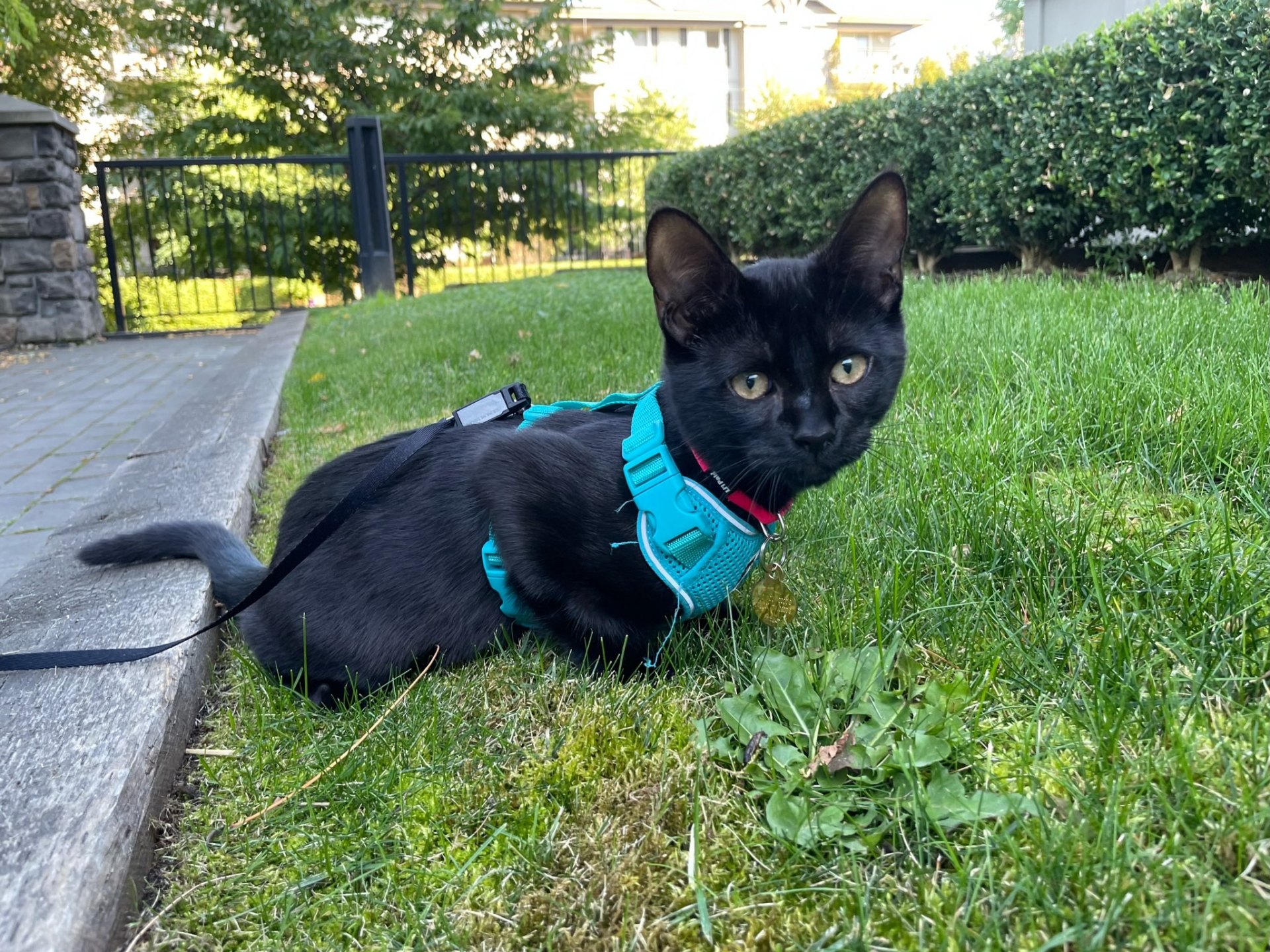 Salem in a teal harness lounging in the grass outside