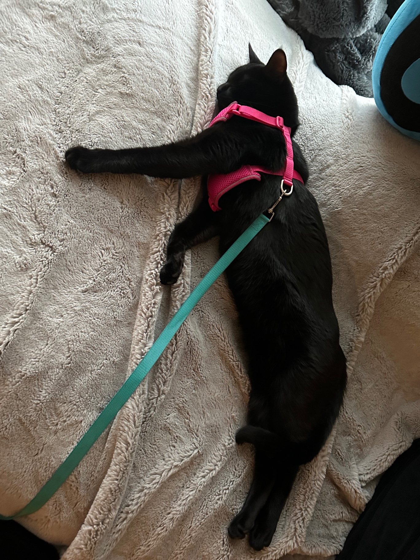 Salem napping on a fuzzy blanket in a pink harness and teal leash