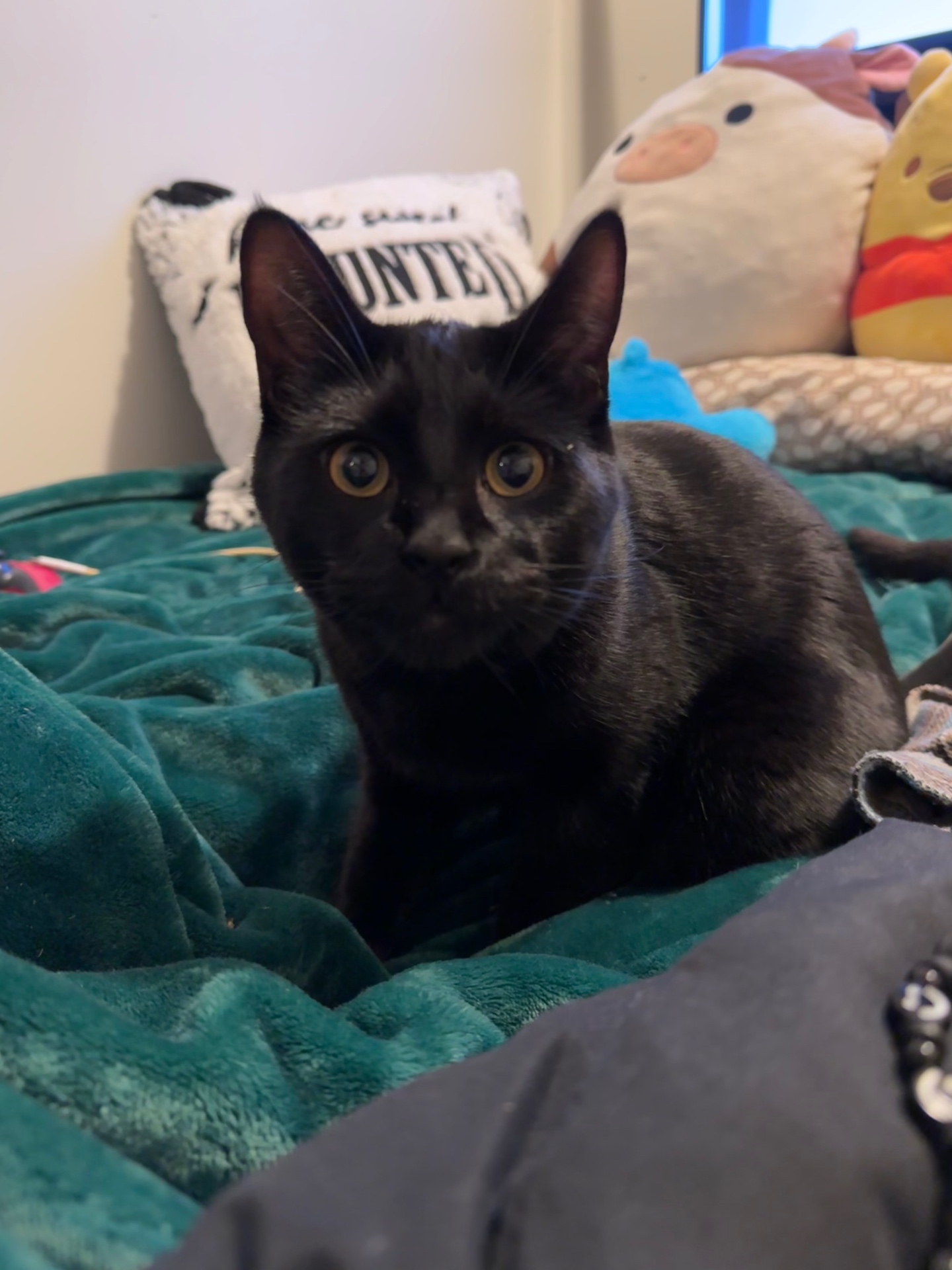 Salem perched on a teal blanket with a 'Haunted' pillow behind him