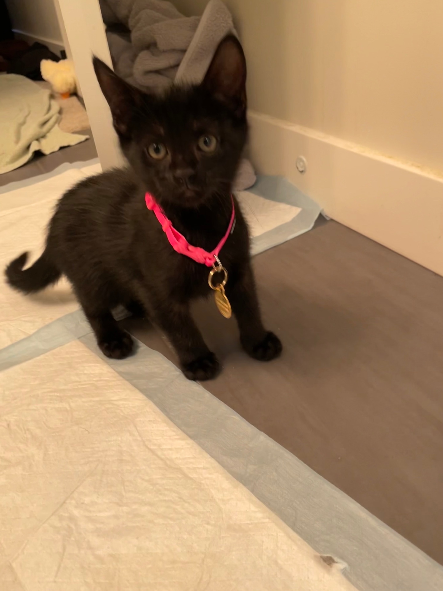 Tiny kitten Salem wearing a pink collar with a gold tag