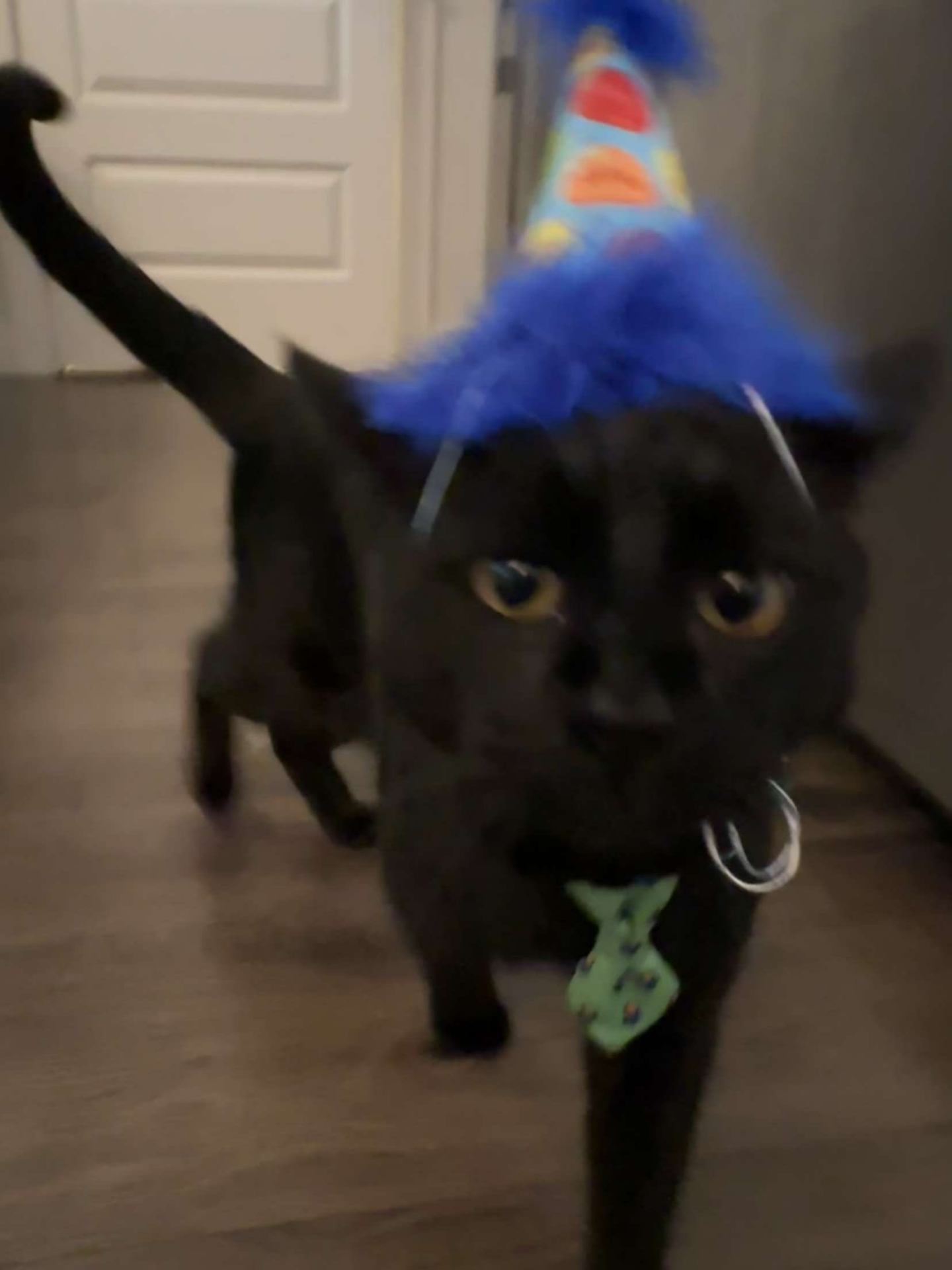 Salem wearing a blue feathered party hat and a green bow tie