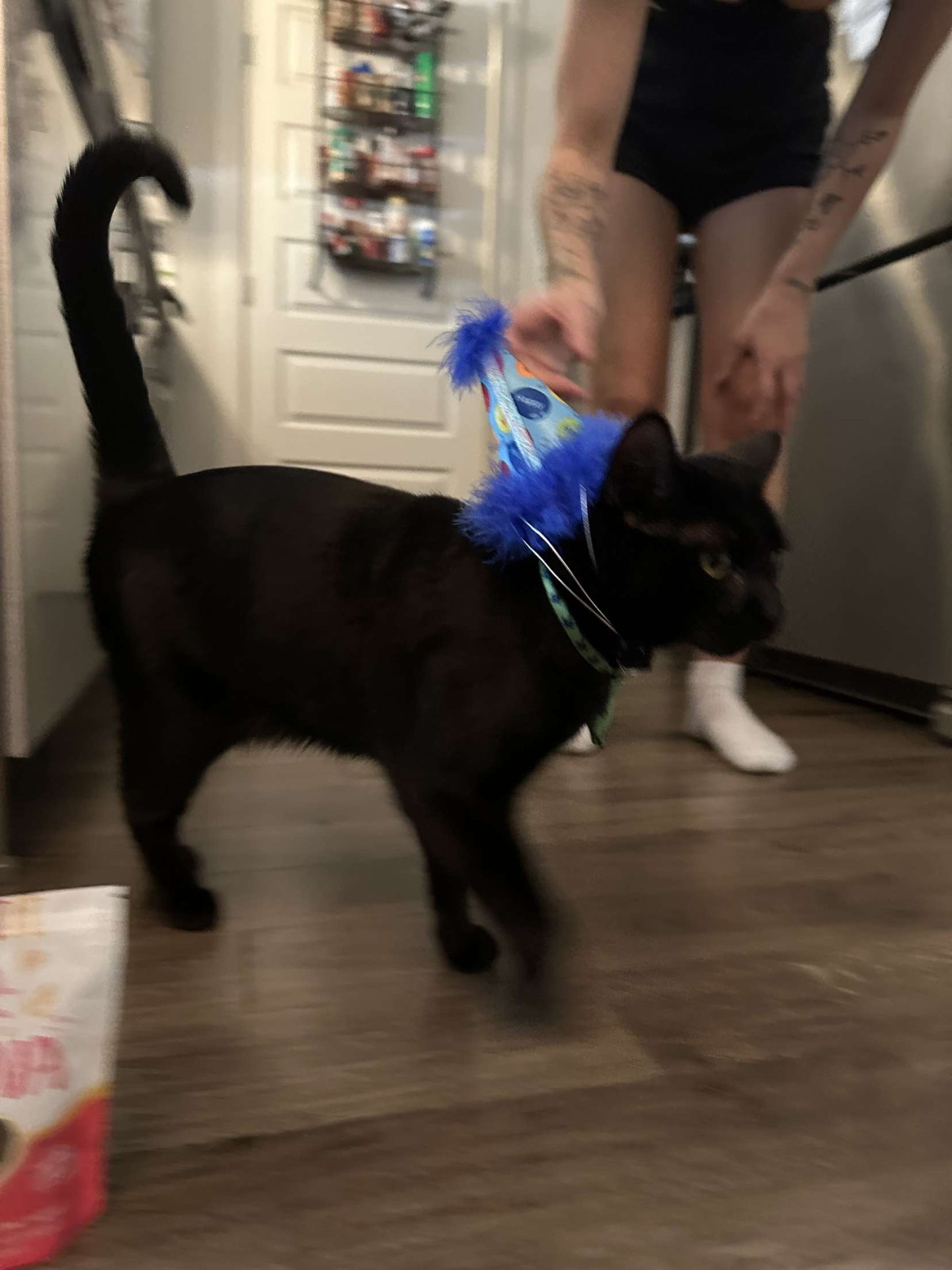 Salem walking with a blue feathered party hat