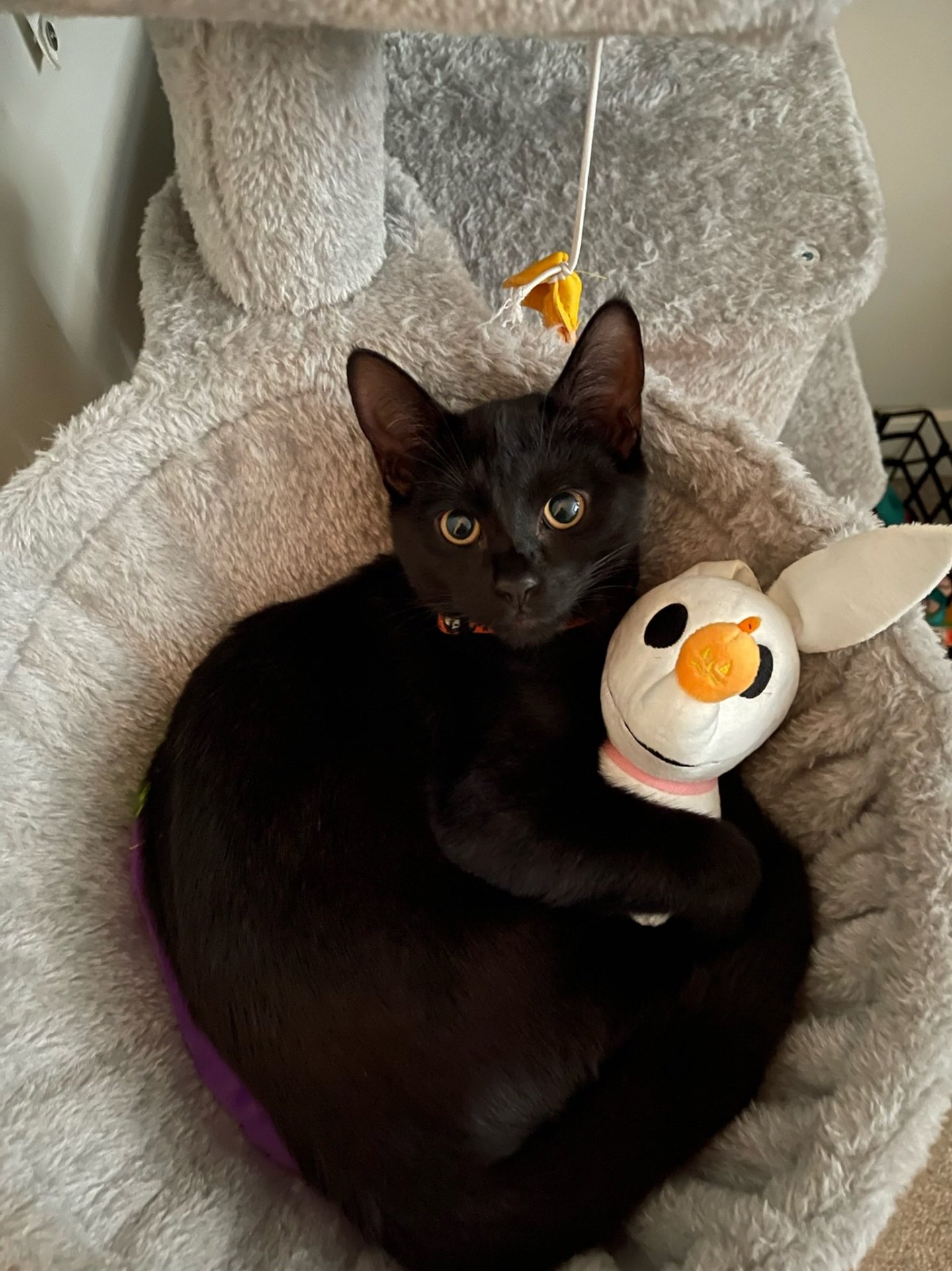 Salem curled up in a cat tree hugging a snowman plush