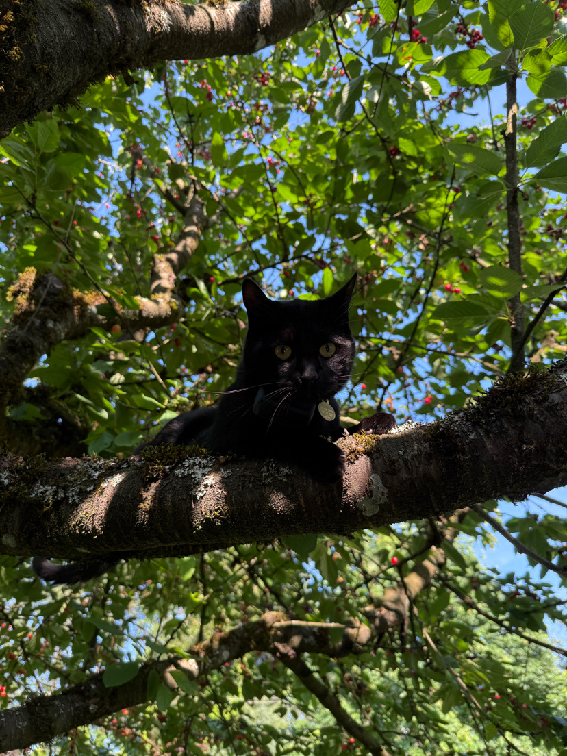 Salem perched on a tree branch among cherries and leaves