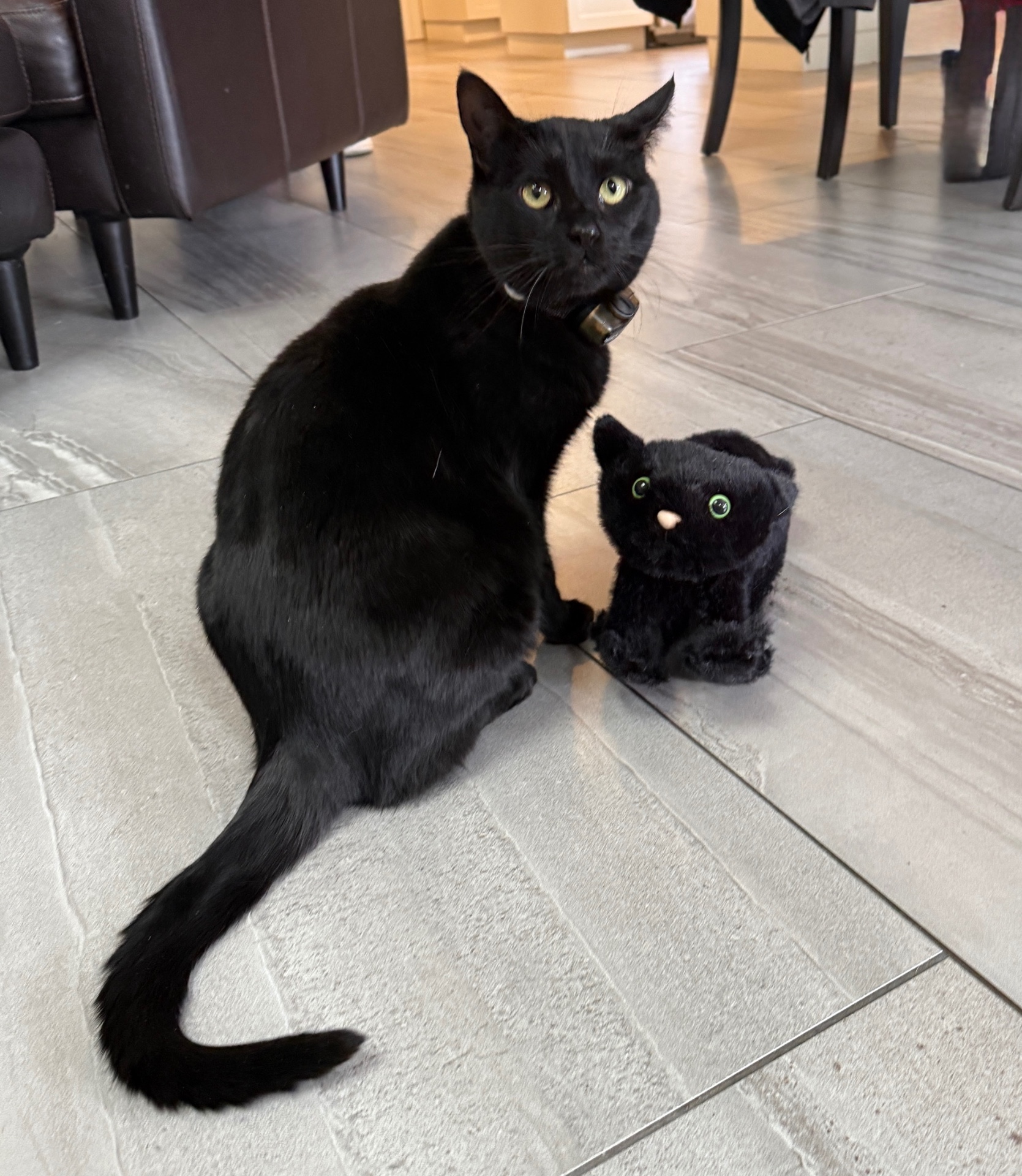 Salem next to a black cat plush that looks just like him