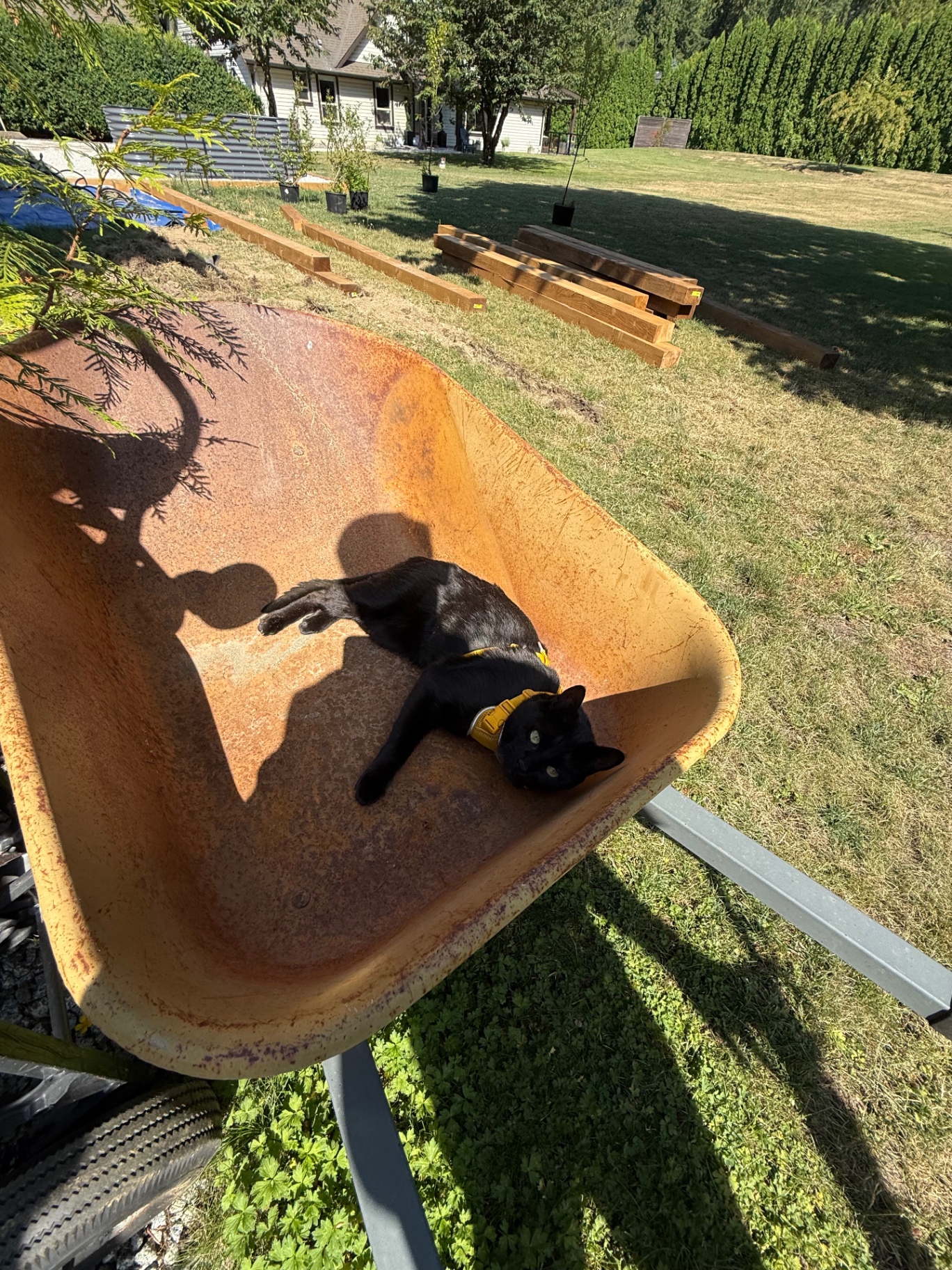 Salem lounging in a rusty wheelbarrow in the sun