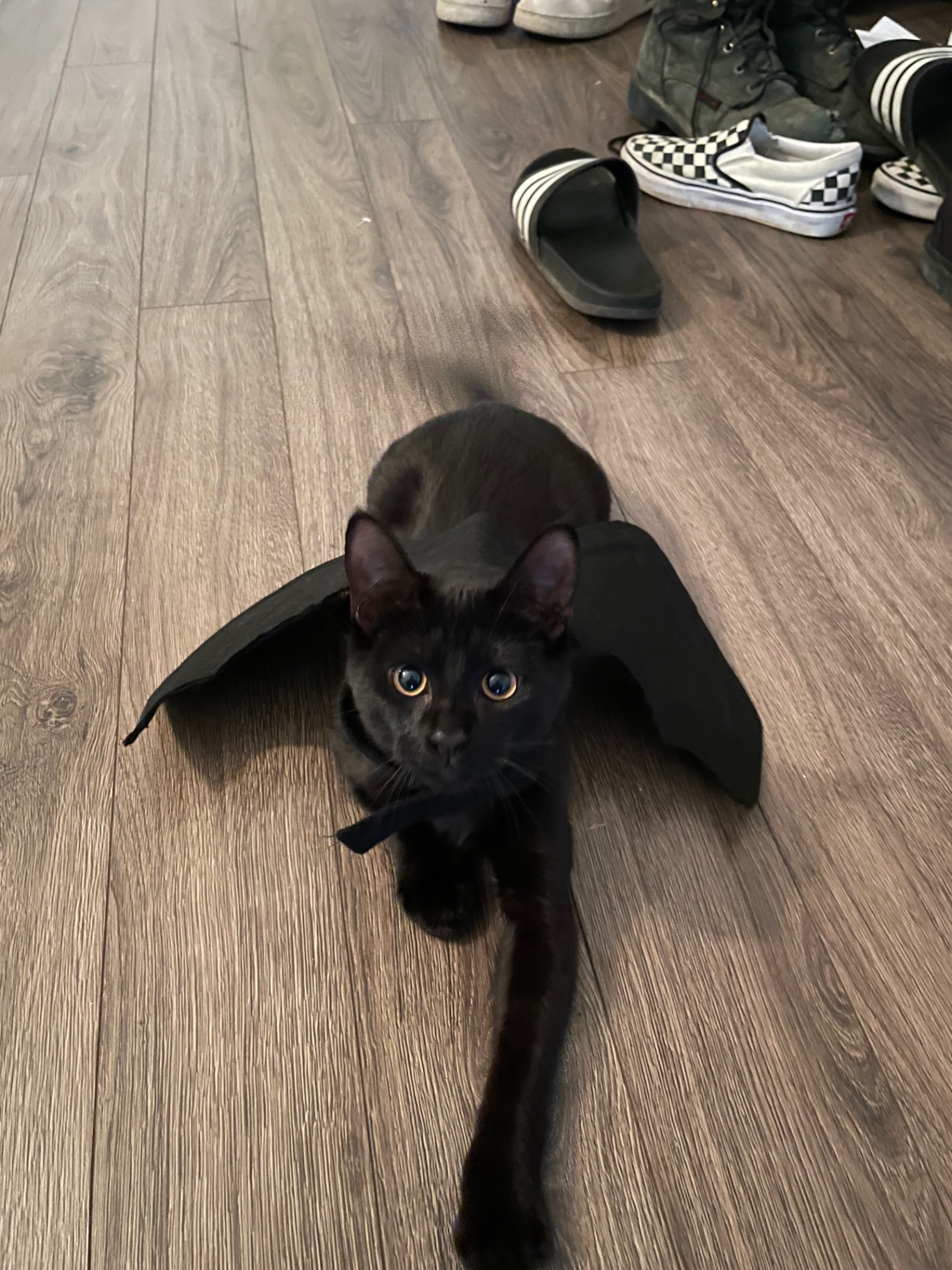 Salem peeking out from under a black witch hat on the floor