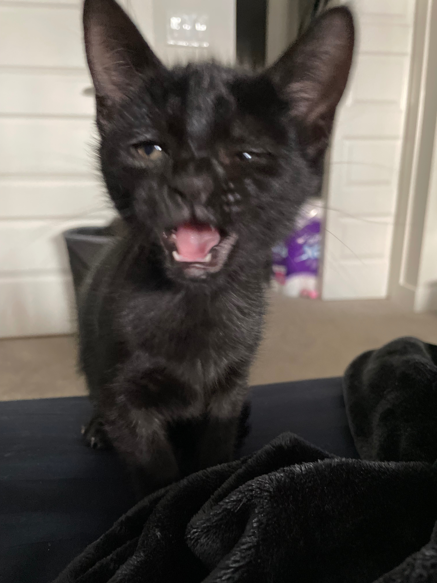 Salem mid-yawn, looking dramatic